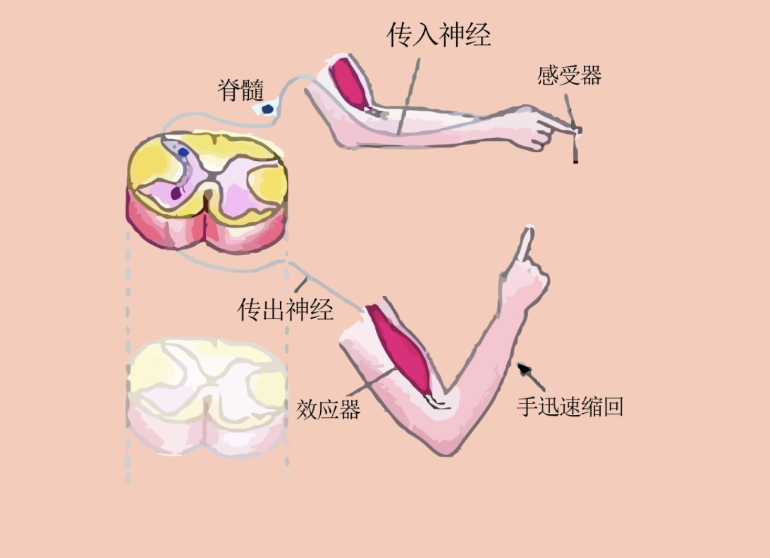 第三期·情绪与身体的关系千丝万缕